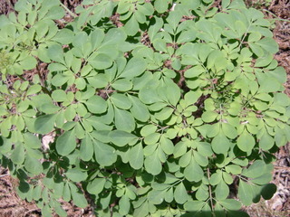 CIMG6863.JPG