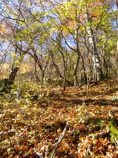 CIMG7920.JPG