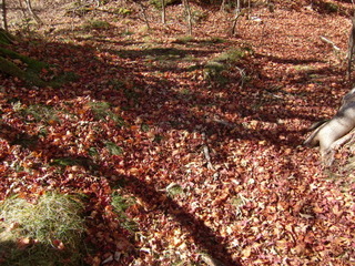 CIMG7982.JPG