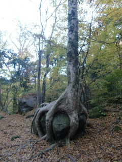 CIMG8016.JPG
